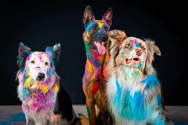dog, shepherd and dog. portrait of a shepherd dog in a rainbow colored paint