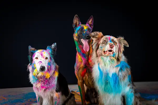 portrait of two dogs of different colors with colored paint on the background.