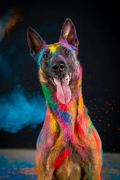 Köpek çoban köpeği, portre, gökkuşağı renkli gökkuşağı, koyu bir arka plan.