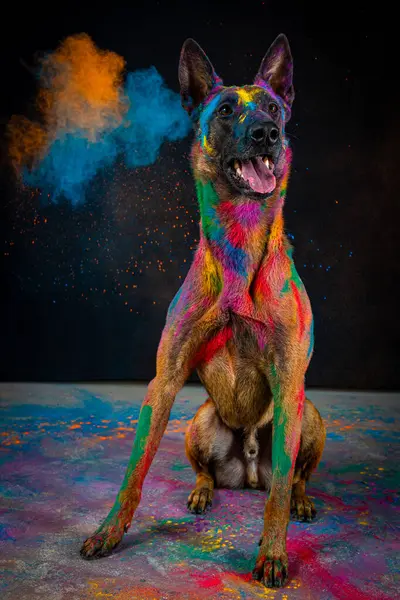 Köpek cins Fransız çoban köpeği, gökkuşağı renkli boya, stüdyoda, siyah bir arka planda.