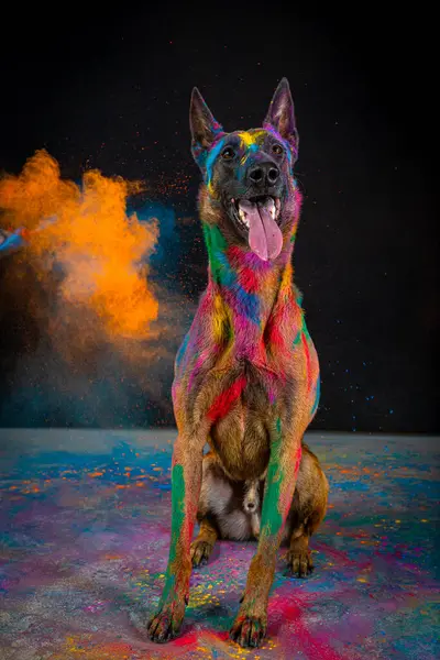 Renkli boyalı bir köpek. Siyah arka planda melez çoban..