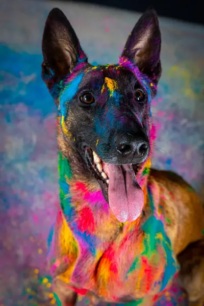 Siyah arka planda izole edilmiş renkli boyalı yetişkin bir Alman çoban köpeğinin portresi..