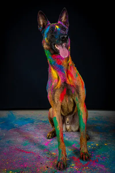 Gökkuşağı renkli boyalı, koyu arkaplanda izole edilmiş şirin bir köpeğin portresi..