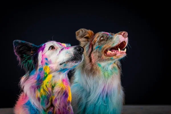 portrait of two dogs in colored paint.