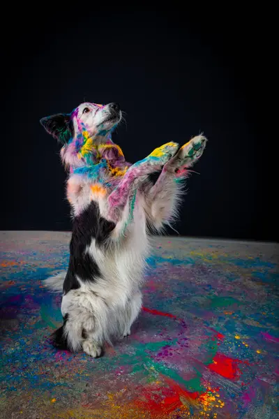 Köpek Jack Russell Terrier stüdyoda oturuyor. Siyah bir geçmişi var. Köpek renkli beneklerle renklidir..