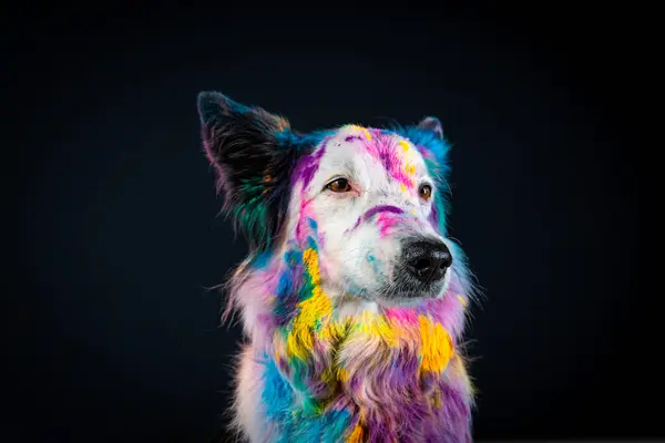 Gökkuşağı renkli bir köpeğin portresi