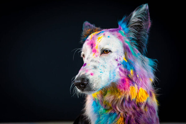 dog in the colors of rainbow colored colors on a black background.