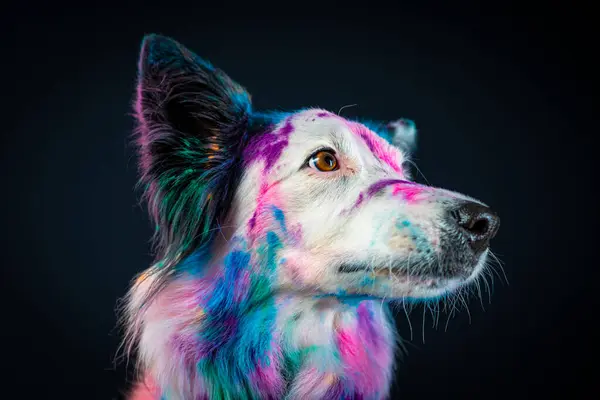 Bir köpeğin portresi.