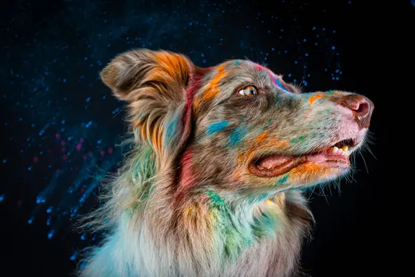 Avustralya çoban köpeği renkli bir geçmişi var.