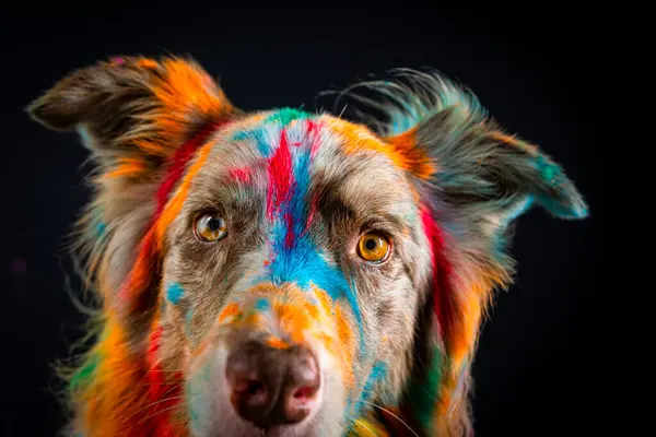 Avustralya çoban köpeği portresindeki köpek resmi.