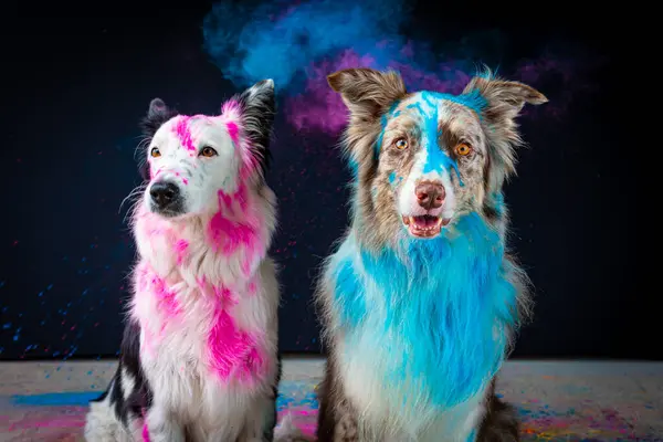Renkli boyalı iki köpek.