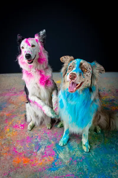 two funny dogs in the colorful painted paint. creative art, creative painting.