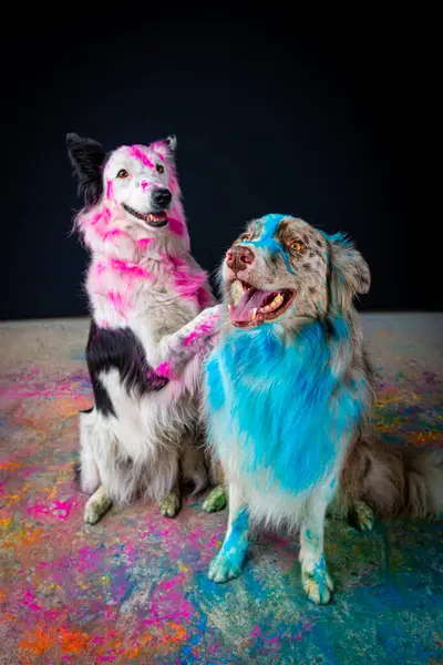 two beautiful dogs painted on the background of colored paint.
