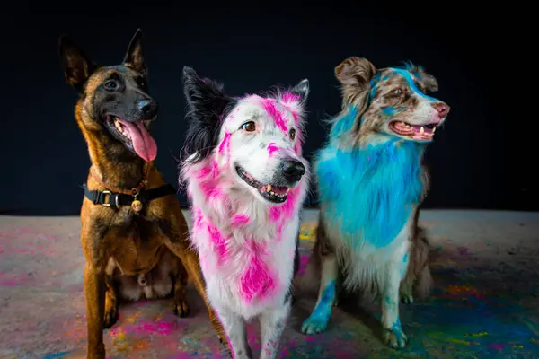 three dog of different colors, colored, colored and colors, in the studio