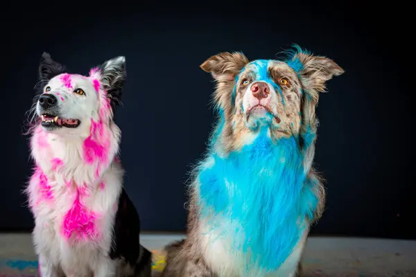 Renkli köpek portresi