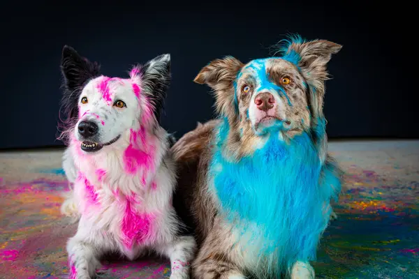 dogs in colorful clothes.