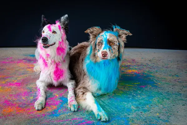 two funny dogs in colored paint and rainbow paint