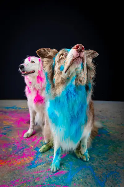 İki renkli tüylü köpek. Stüdyo fotoğrafı