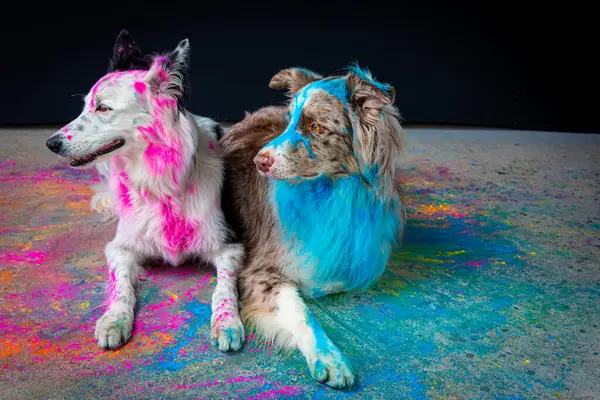 two funny colored dogs in the colorful powder holi.