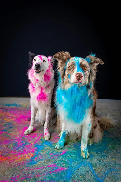 dog in a colorful paint. dog and dog in the studio. pet.