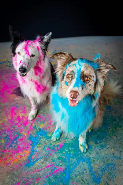 funny dog with painted colors of the new year 2 0 2 2. new year 's eve in the world. pet, art.