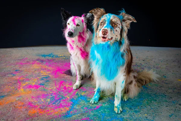 border collie and colorful dog in the colorful powder