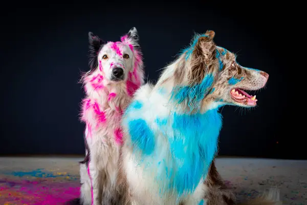 Siyah ve beyaz renkli iki köpek koyu bir arkaplanda.