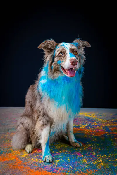 Mavi renkli çoban köpeği. Mavi arka planda bir evcil hayvanın portresi.