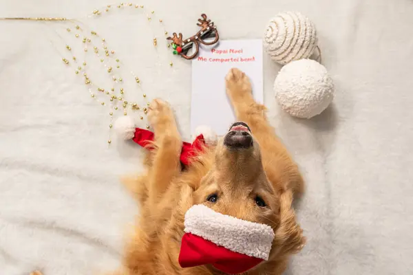 köpek ve Noel süslemeleri