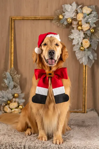 Noel Baba kıyafetli şirin köpek Noel arkaplanında
