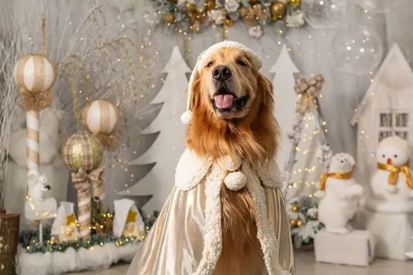 Noel dekoru içinde bir köpek