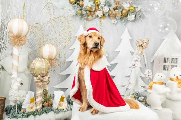 Noel Baba süslemelerinde tatlı Golden Retriever köpeği