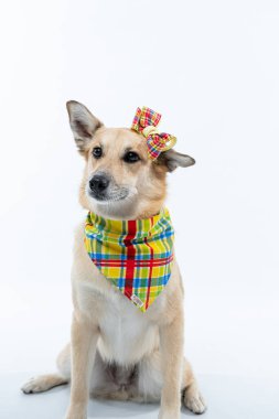 Şapkalı şirin bir köpek ve beyaz arka planda papyonlu bir eşarp..