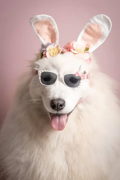 ensaio Pet - İki Klik Fotoğraf Evcil Hayvanı