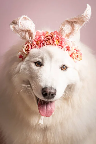 portrait of cute dog in the crown with a wreath of flowers