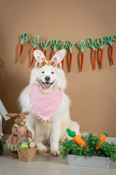 Mutfakta köpeği olan tatlı bir kız.