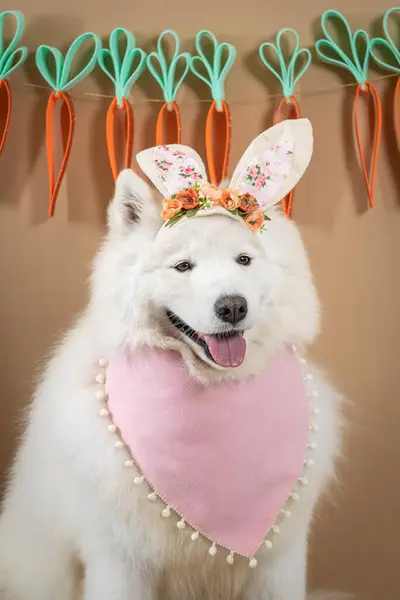 Şapkalı, çelenkli ve fiyonklu şirin bir köpek.