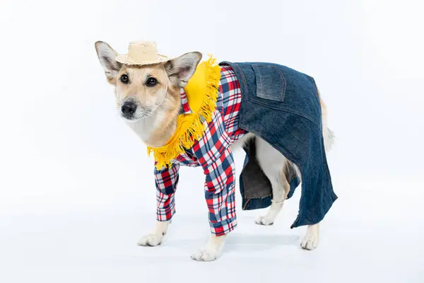 Beyaz arka planda kot pantolonlu Jack Russell Terrier köpeği.