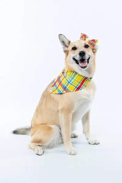 Papyonlu şirin bir köpek ve beyaz arka planda dili olan bir şapka..