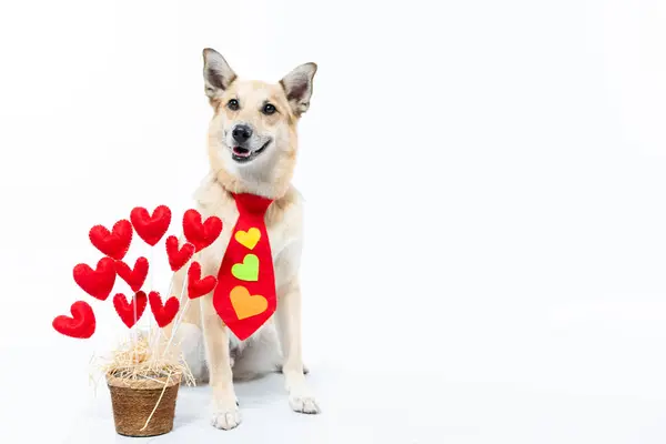 Kalp şeklinde bir köpek.