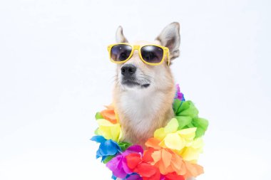 Güneş gözlüklü komik chihuahua.