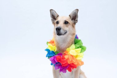 Beyaz arka planda, gökkuşağı renginde elbiseler içinde sevimli bir köpek..