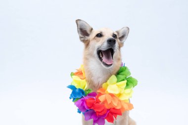 Gökkuşağı renkli şapkalı, beyaz arka planda izole edilmiş gökkuşağı renkli çiçekleri olan Hawaii kolyesi takan mutlu köpek.