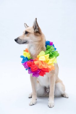 Renkli gökkuşağı şapkalı ve beyaz renkli kravatlı sevimli komik köpek.