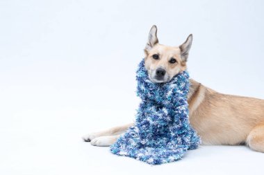 Atkıyla uzanmış sevimli köpek.