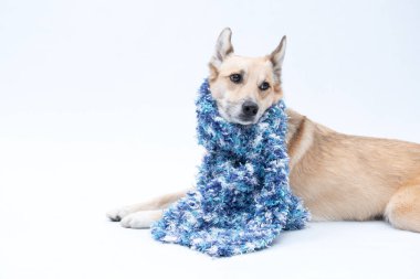 Beyaz arka planda örülmüş şapkalı köpek.