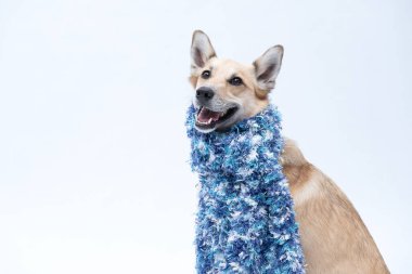 Atkı ve eşarplı şirin köpek stüdyoda poz veriyor..