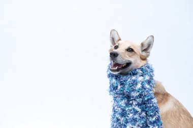 Atkı ve eşarplı köpek.