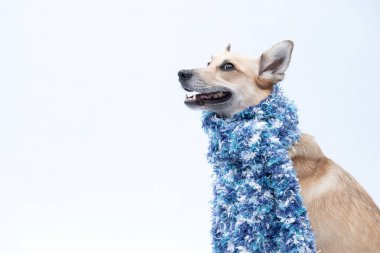 Boynunda mavi yakalı bir eşarp ve beyaz arka planda yakalı bir eşarp olan sevimli bir köpek..