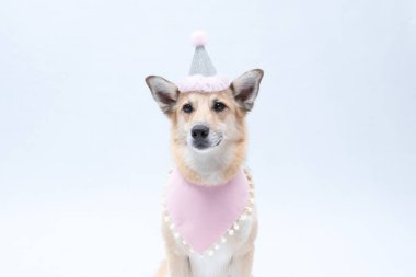 Pembe taçlı güzel dişi köpek.